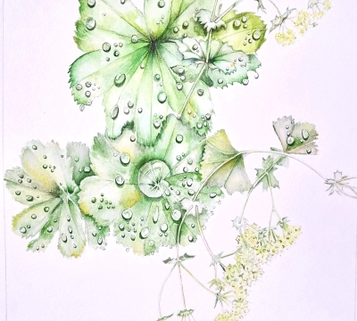 February ~ Adventures in Nature using Watercolour  . . . . . . . . .           Friday am's x 3 with Lis Bramwell . . .